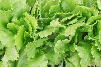 Fresh lettuce in the vegetable garden