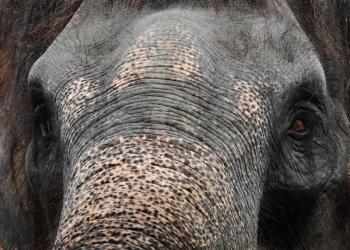 Elephant close up, Phuket zoo, Thailand
