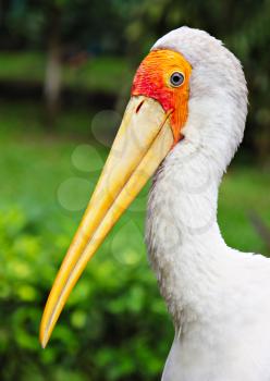 Yellow billed stork in Kuala Lumpur Zoo