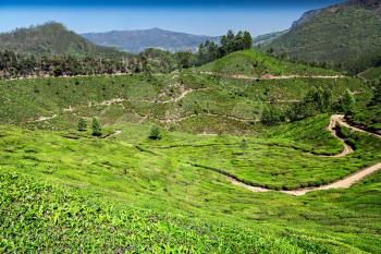 Tea plantation in Munnar, Kerala state, India