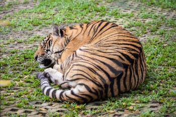 Portrait of a big tiger in Thailand
