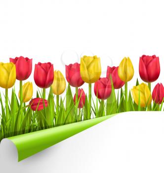 Green grass lawn with yellow and red tulips and wrapped paper sheet isolated on white. Floral nature flower background