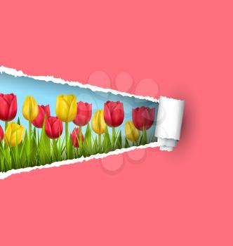 Green grass lawn with yellow and red tulips and ripped paper sheet isolated on pink. Floral nature flower background