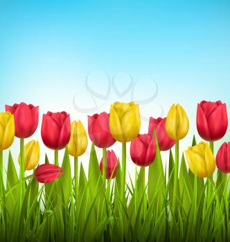 Green grass lawn with yellow and red tulips on sky. Floral nature flower background
