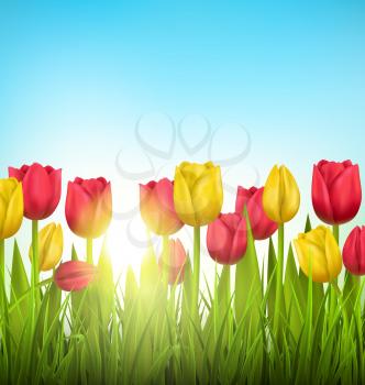 Green grass lawn with yellow and red tulips and sunlight on sky. Floral nature flower background