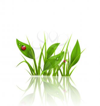 Green grass, plantain and ladybugs with reflection on white. Floral nature spring background