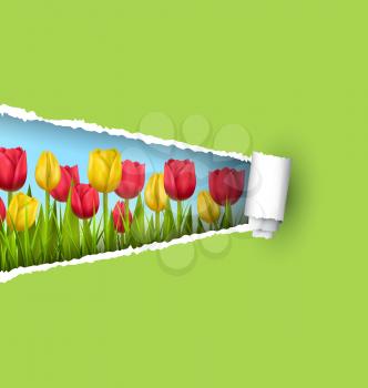 Green grass lawn with yellow and red tulips and ripped paper sheet isolated on green. Floral nature flower background