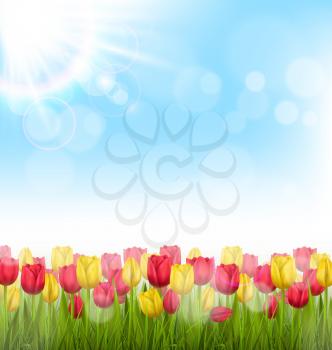 Green grass lawn with yellow and red tulips and sunlight on sky. Floral nature flower background