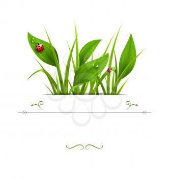 Green grass, plantain and ladybugs isolated on white. Floral nature spring background