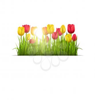 Green grass lawn with yellow and red tulips and sunlight isolated on white. Floral nature flower background