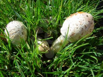 Mushrooms family in the grass