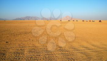 Four wheel motorbike rally in desert