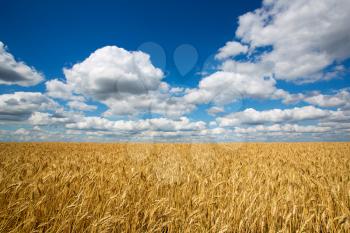 Gold field of wheat against blue sky