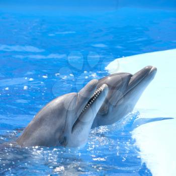 Two dolphins at dolphinarium pool