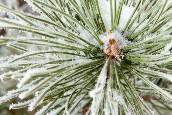 Close-up of frozen coniferous pine branch at winter