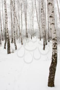 Footpath between birches in winter forest