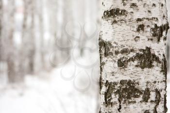 Close-up of a birch in winter forest
