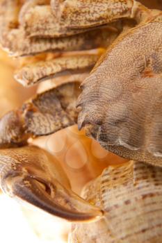 Sea crab on shell. Closeup