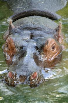 Close-up of hippopotamus head in water