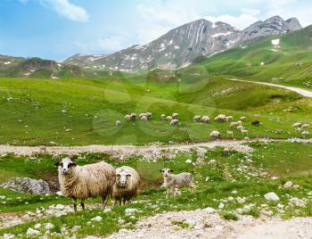 A flock of sheep in a mountain valley