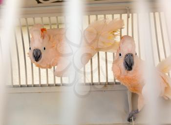Two pink parrots in a cage