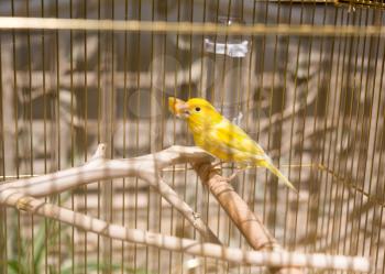 One yellow little bird in a metal cage