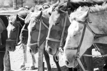Brown horses on ranch at corral. In B/W