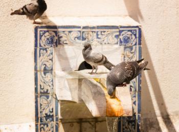 Pigeons drinking on the fontain at summer day