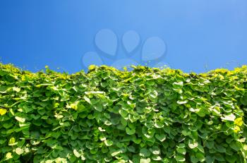Ivy covered wall against blue sky