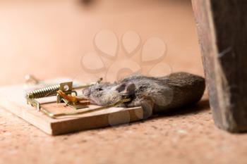 Mouse caught in the mouse trap on the floor