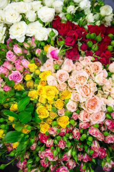 Many various multicolored flowers background