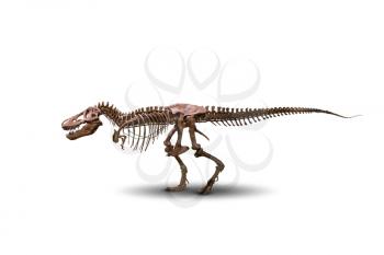 Tyrannosaurus skeleton isolated on white background. Predator dinosaur of jurassic period.