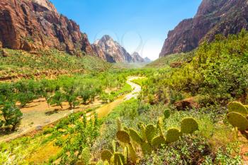 Amazing view of canyon at Zion National Park, Utah USA