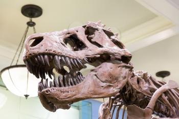 Closeup of tyrannosaurus head in paleontology museum. Predator dinosaur of jurassic period.