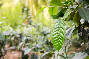 Ceylon tea green leaves closeup view, plantations of Sri Lanka. Harvest fields