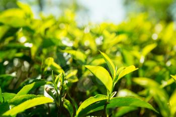 Ceylon tea green plants closeup view, plantations of Sri Lanka. Harvest fields