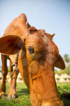 Little calf mug eating grass closeup. Cow is a sacred animal in sri lanka. Asia culture, bubbhism religion