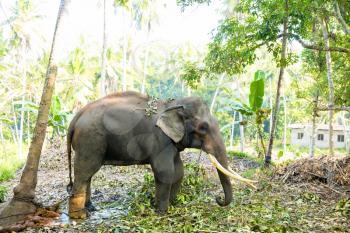 Ceylon wild elephant in tropical jungle. Sri Lanka wildlife