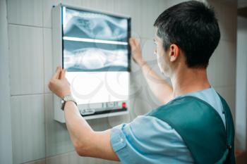 Veterinarian looks at the x-ray of the dog, veterinary clinic. Vet doctor, treatment a sick dog