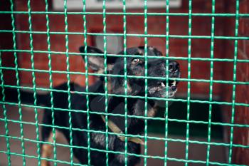 Cute dog in a cage, veterinary clinic, no people. Vet hospital, treatment a sick patient