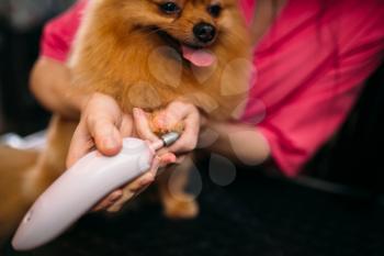 Pet groomer cleans claws of a dog in grooming salon. Professional groom and hairstyle for domestic animals