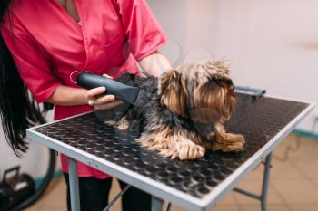 Pet groomer with haircut machine, little dog hairstyle. Professional grooming and cleaning service for domestic animals