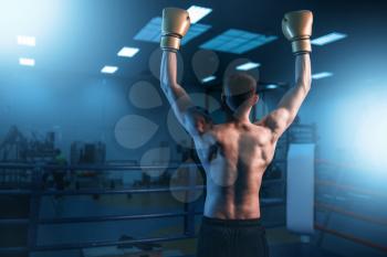 Boxer in gloves hands up on the ring, back view. Boxing workout, mens sport