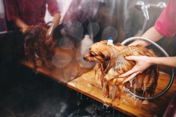 Pet grooming, dog washing in groomer salon. Professional groom and hairstyle for domestic animals