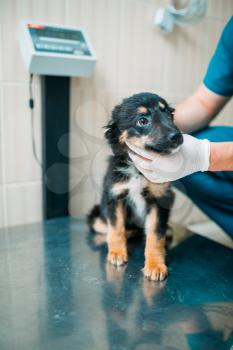 Male specialist examining dog, veterinary clinic. Vet doctor, treatment a sick dog