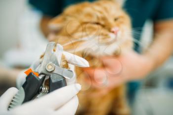 Professional veterinarians cut claws cat closeup, veterinary clinic. Vet doctors working in animal hospital