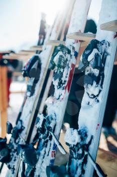 Row of snowboards closeup, nobody. Winter extreme sport concept. Snowboarding equipment