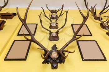 The hall of trophies, deer antlers, Europe. Medieval european treasure