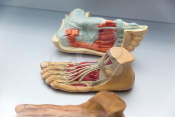 Anatomy of human foot structure, bones and muscular system. Medical poster, medicine education concept