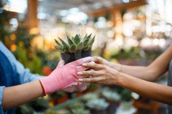 Seller gives plant in a pot to female customer in shop for gardening. Saleswoman in apron sells home flowers in florist store